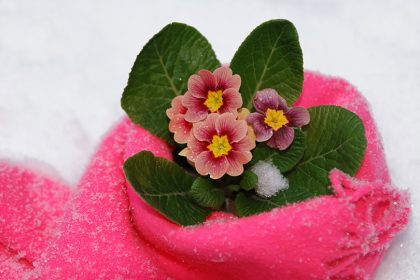 https://www.husmann-gartenbau.de/wp-content/uploads/2015/12/winterschutz-pflanzen-nachtfrost-420x280.jpg