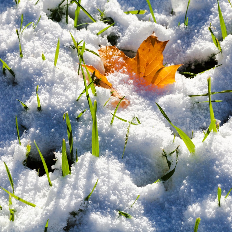 Frost im Garten: Warum sind Schnee und niedrige Temperaturen so wichtig für  Pflanzen?